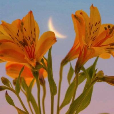 星空体育在线网页版